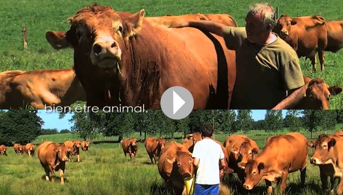 Blason Prestige Boeuf du Limousin